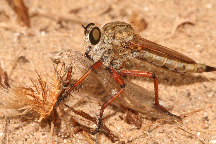 Galleria di insetti predatori e loro prede